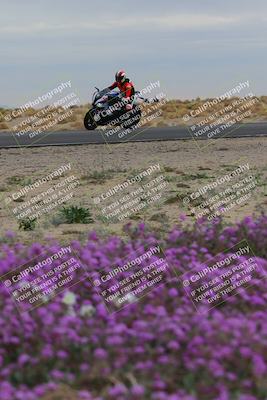 media/Jan-14-2023-SoCal Trackdays (Sat) [[497694156f]]/Turn 14 Exit Bloomig (145pm)/